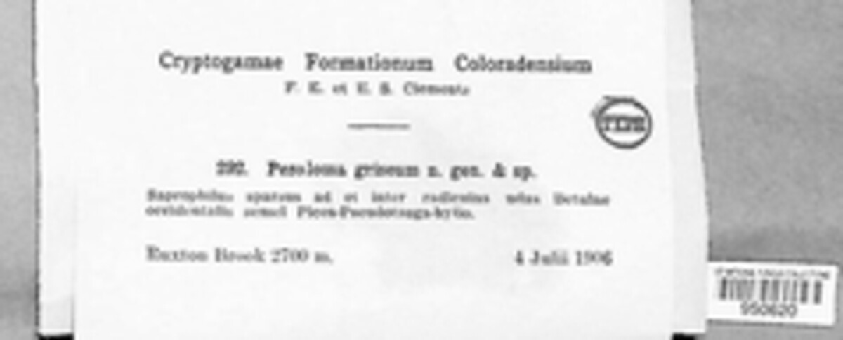 Pezoloma griseum image